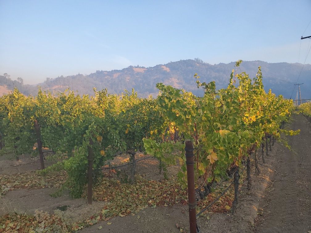 Lives of the Vines